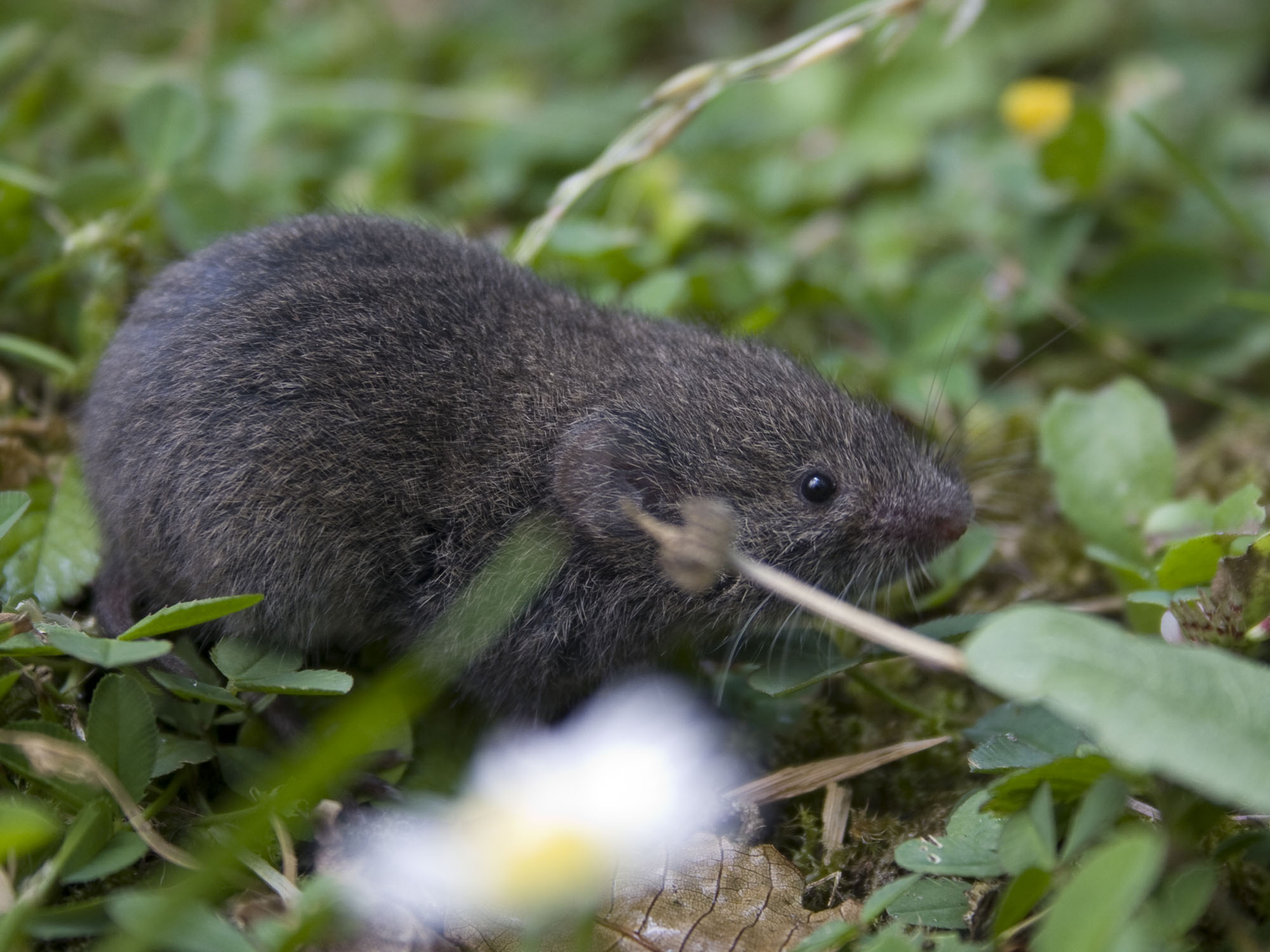 Ondergrondse woelmuis | De Zoogdiervereniging
